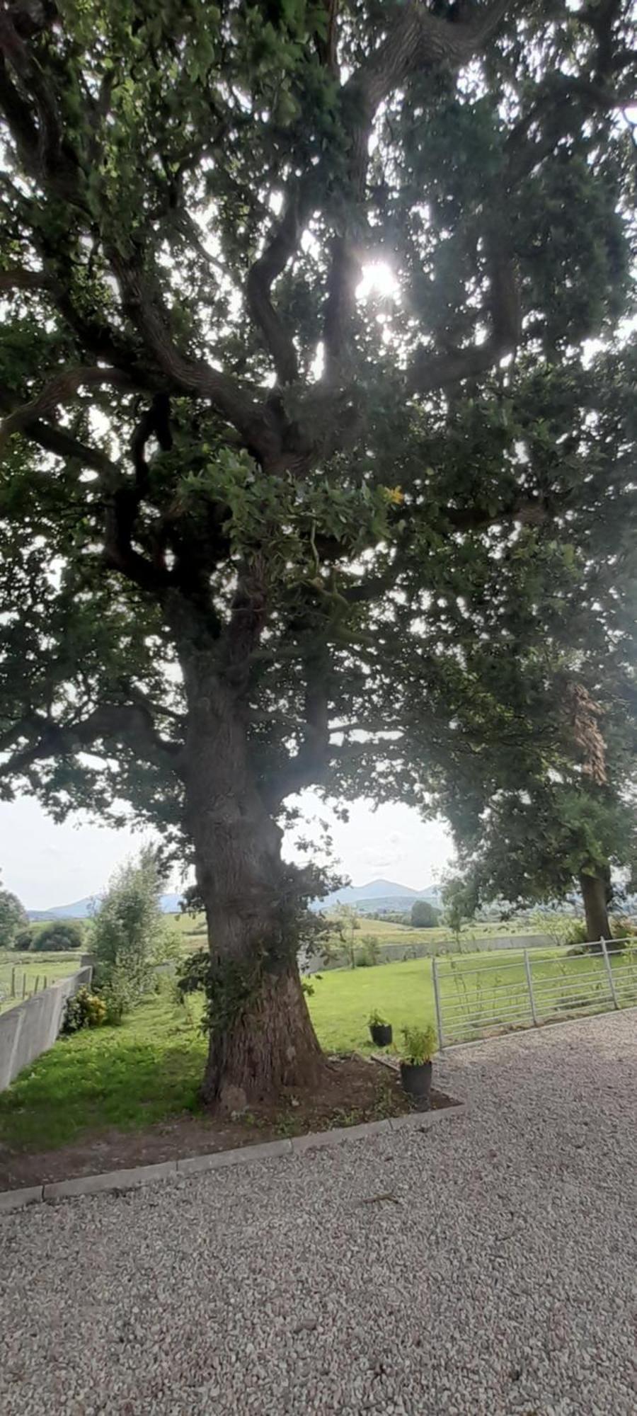 Oaktree Manor Villa Castlewellan Dış mekan fotoğraf